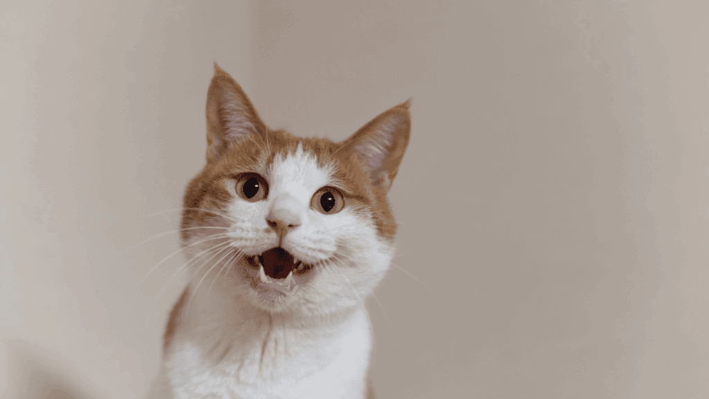 why is my cat drooling