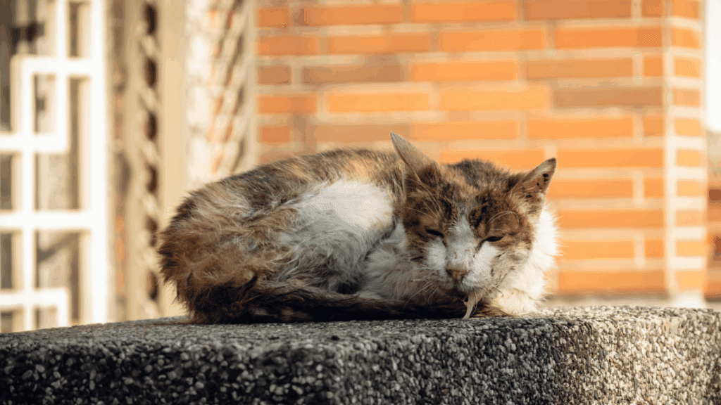 why is my cat drooling