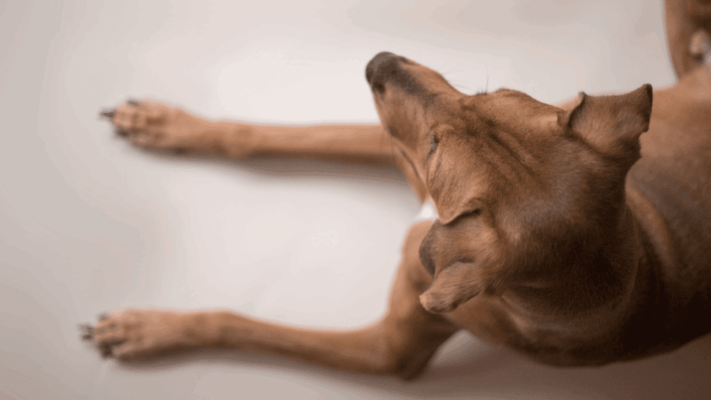 why is my dog shaking