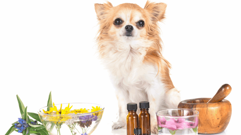 is coconut oil good for dogs