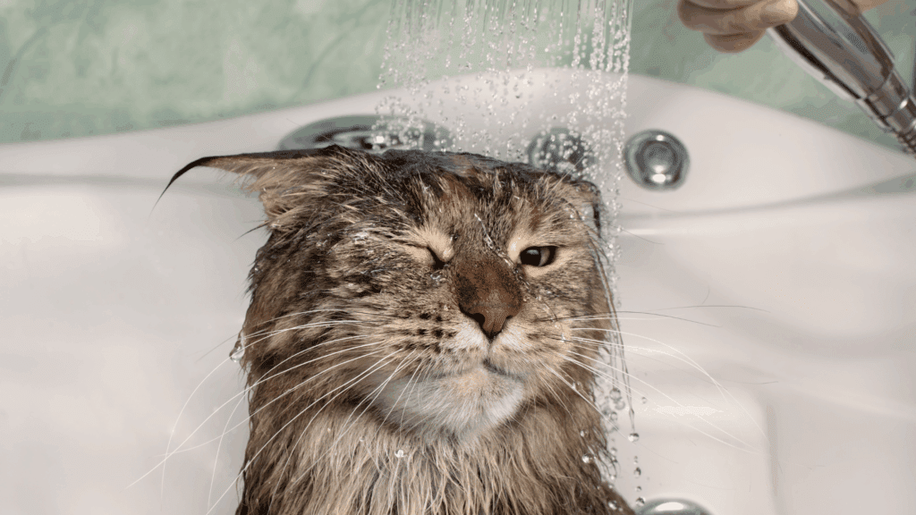 how to bathe a cat