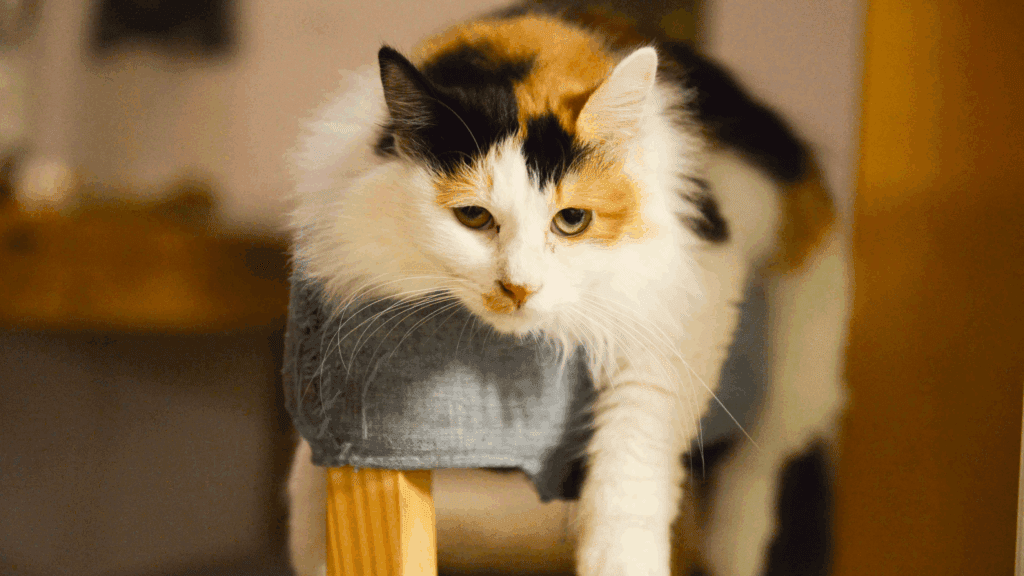 how to discipline a cat