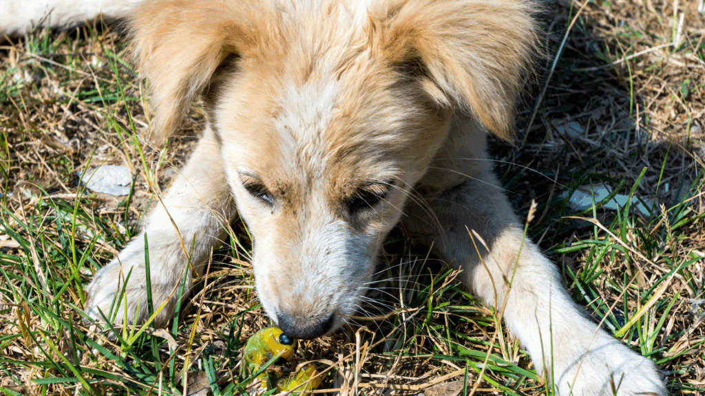 how do dogs get worms