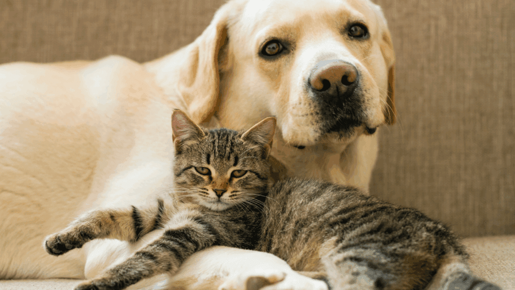 can dogs be allergic to cats