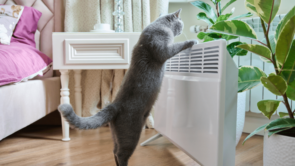 how long does a cat stay in heat