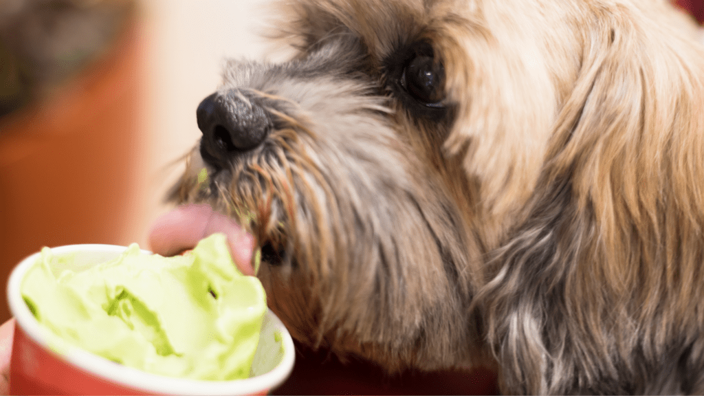 can dogs eat ice cream