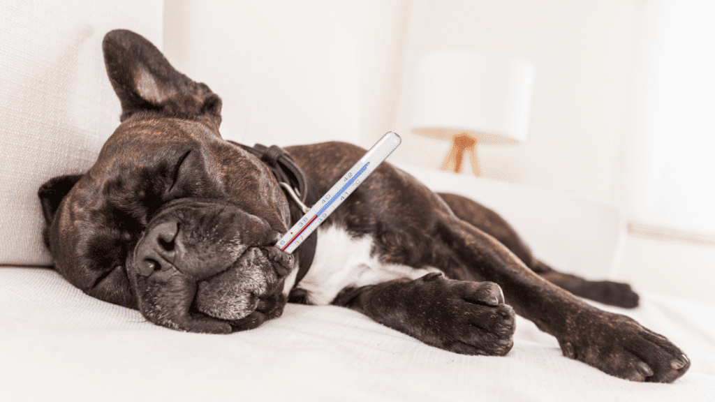 can dogs get the flu