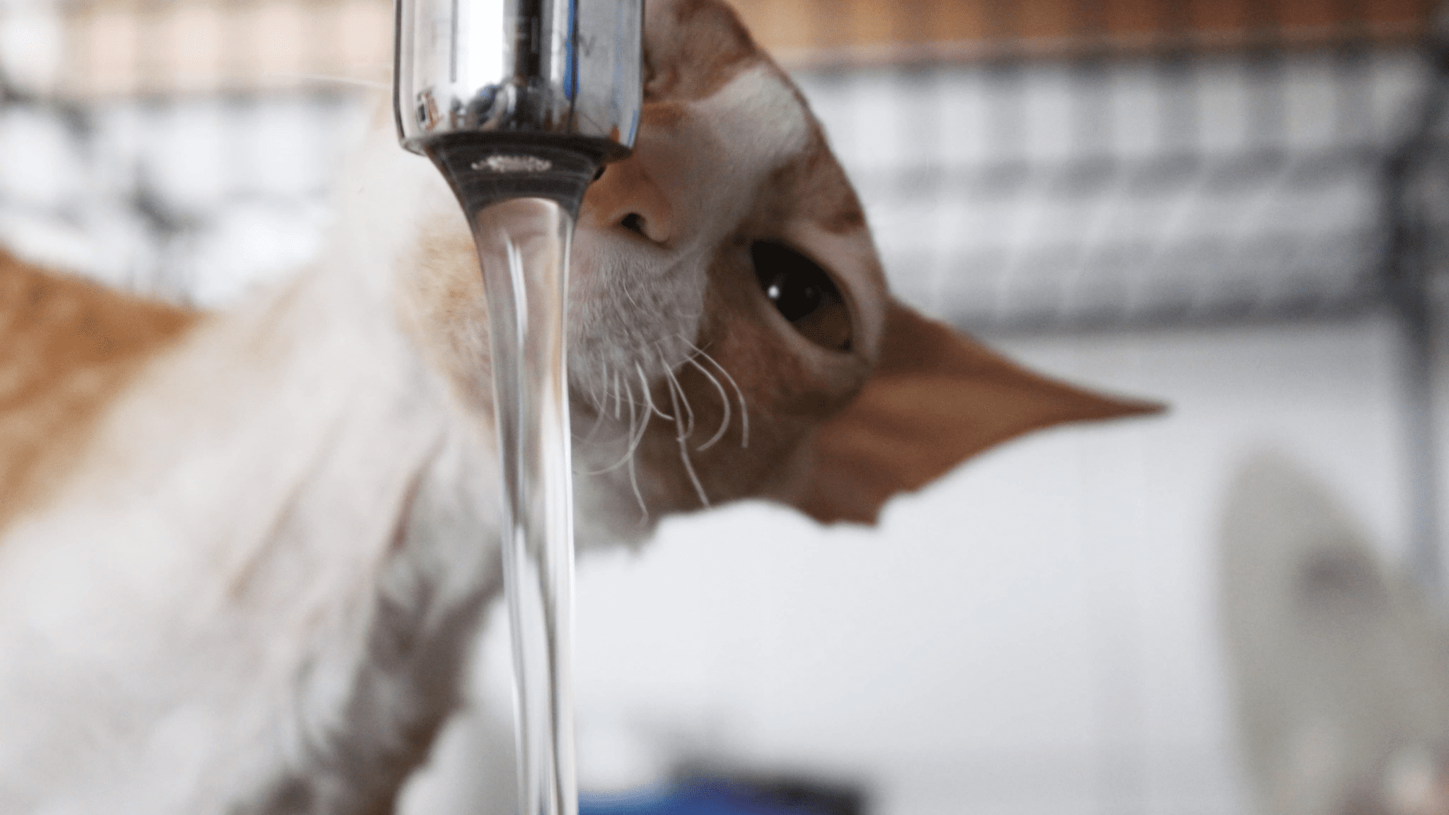 The Truth Behind Why Don’t Cats Like Water