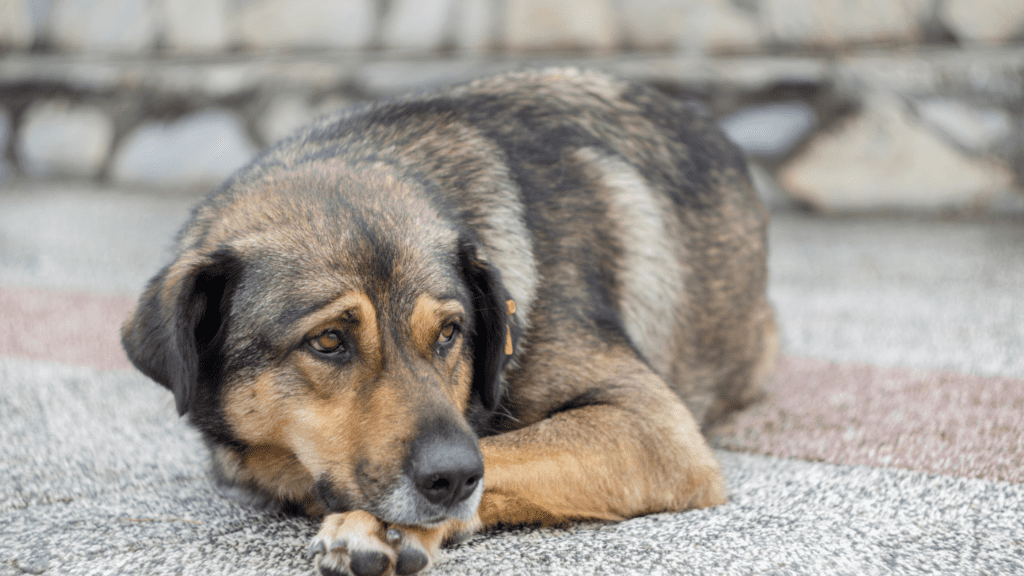 what can i give my dog for pain