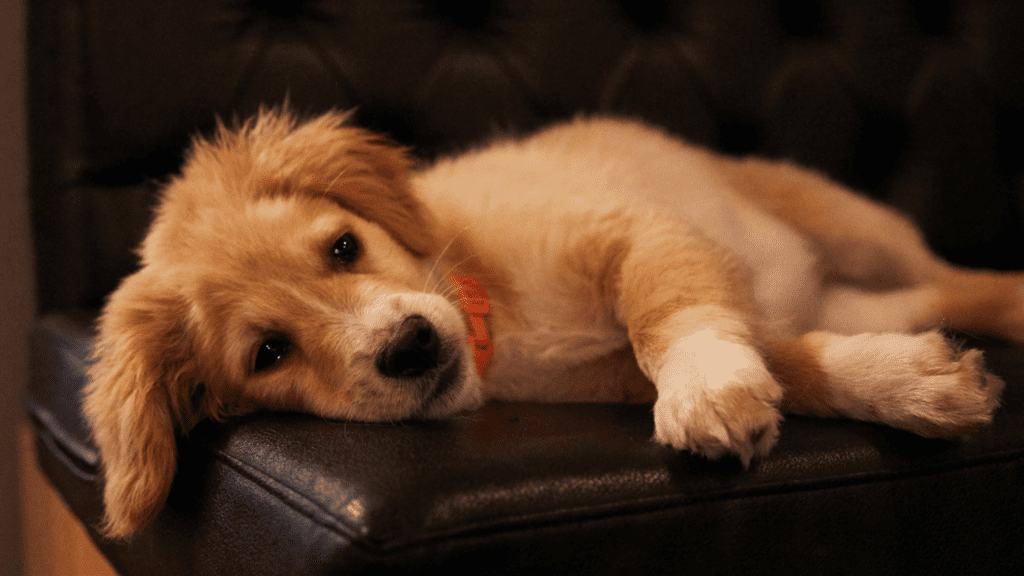 how long are dogs in heat