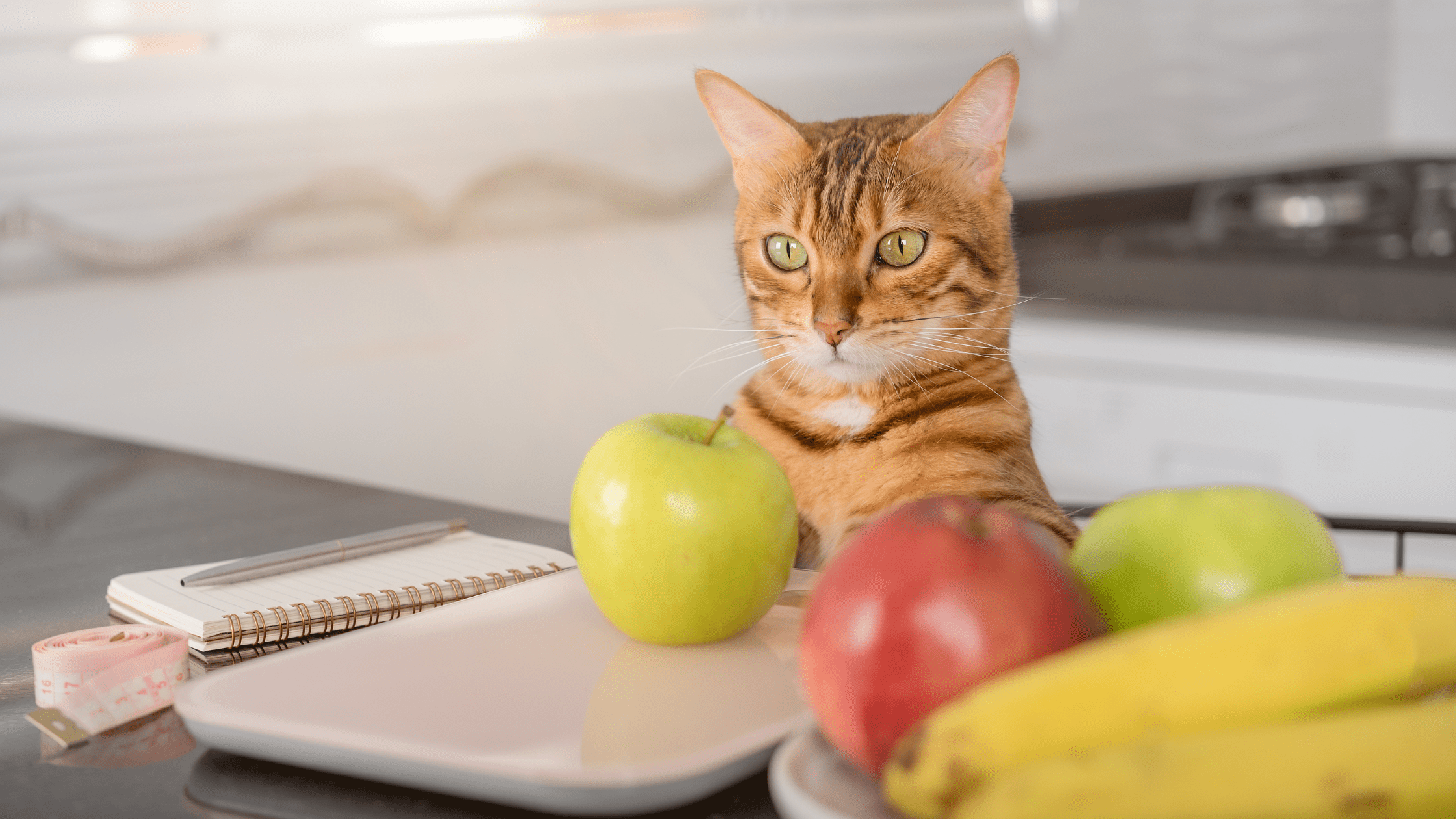 can cats eat apples