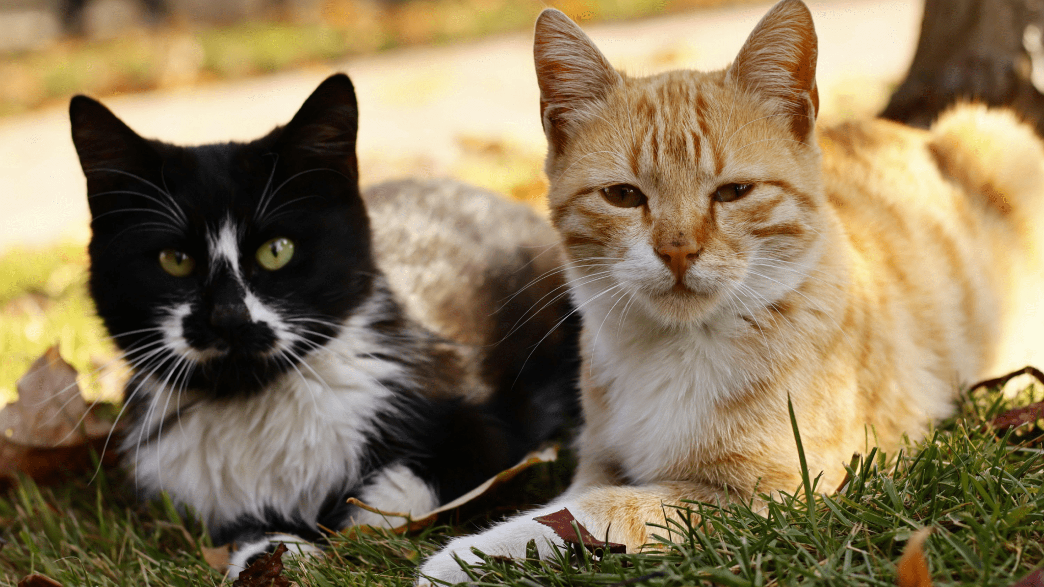 Facts About Cats Explained: Amazing Things You Didn’t Know