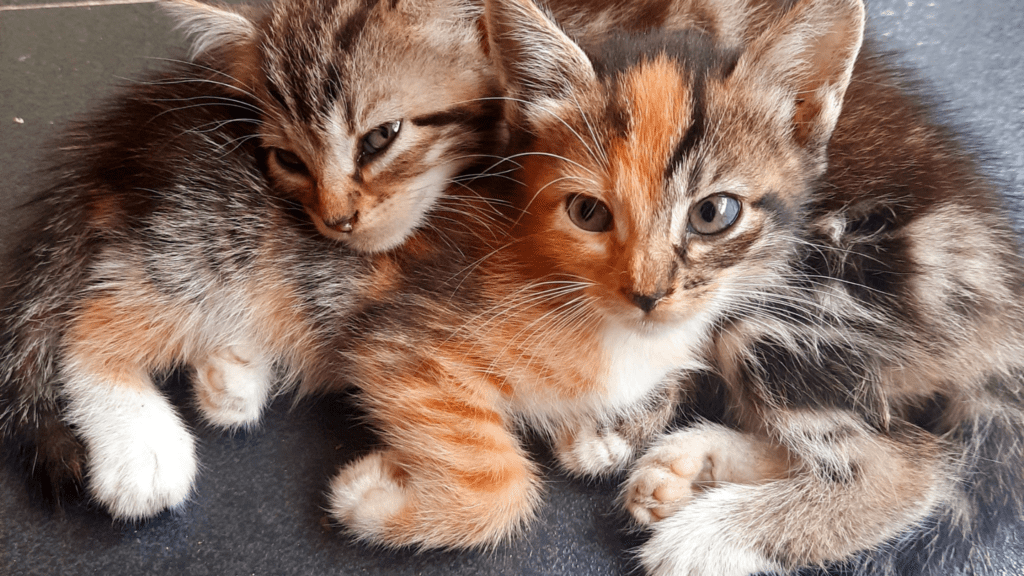 facts about cats
