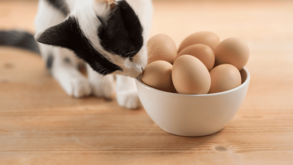 can cats have eggs