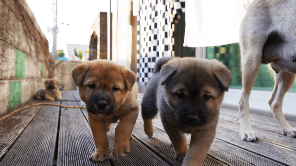 when do dogs stop growing