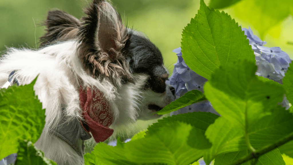 can dogs get poison ivy